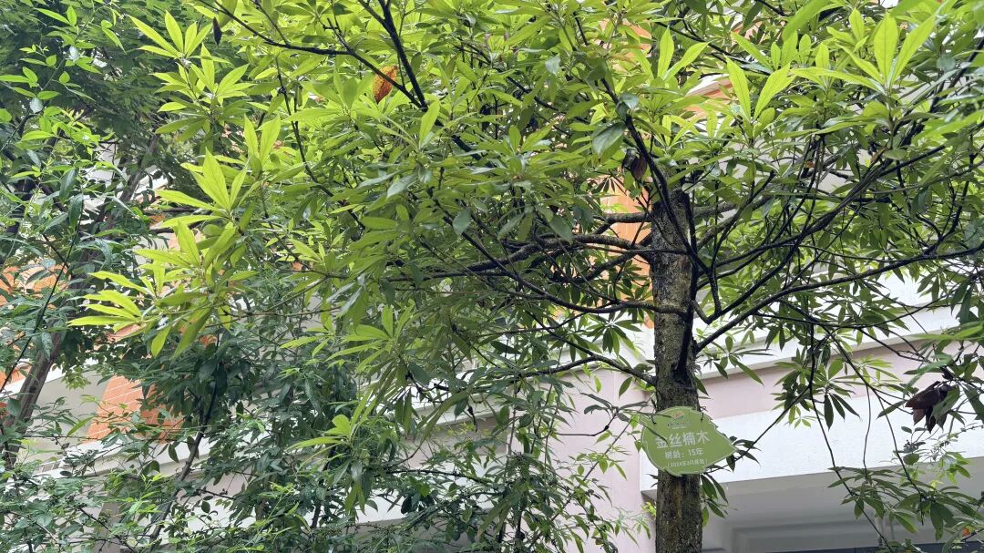 金丝楠木与雨后校园